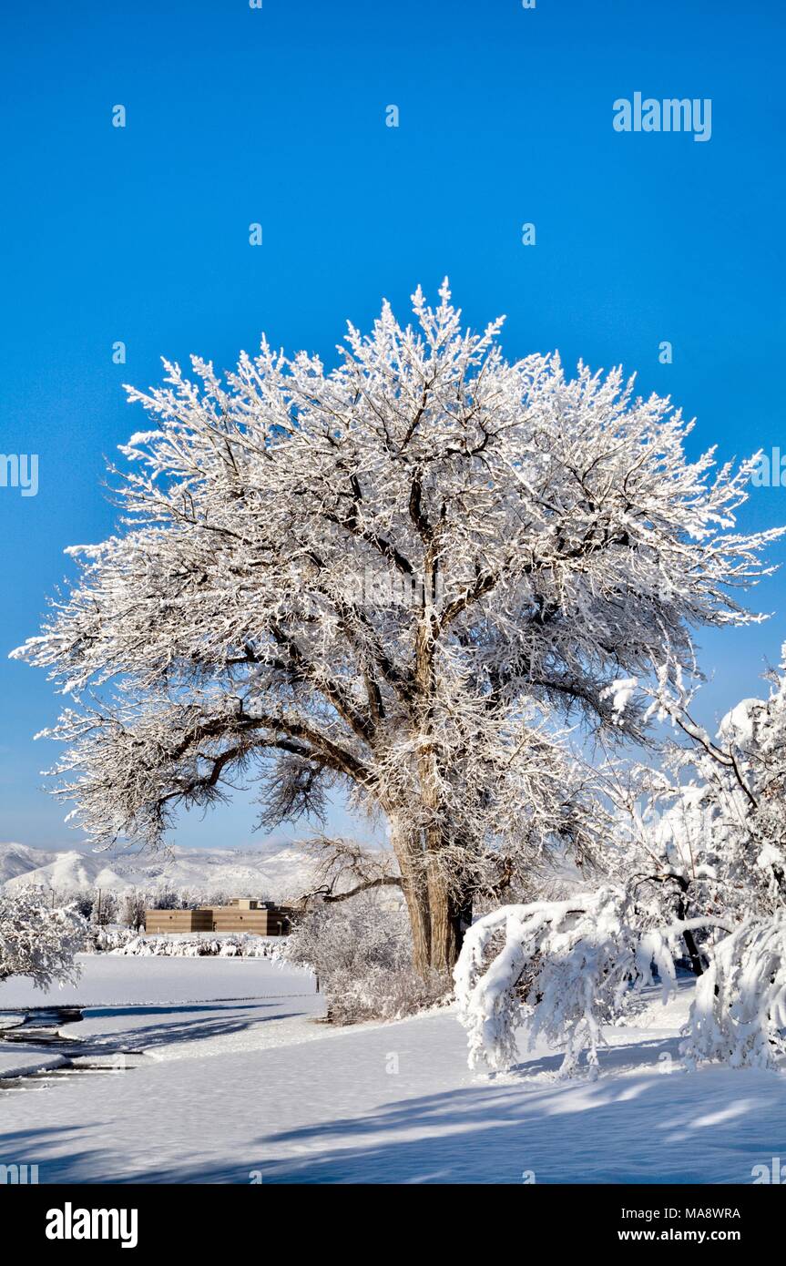 Una pianura pioppi neri americani albero che cresce in un parco pubblico e coperto con una neve di primavera. Foto Stock