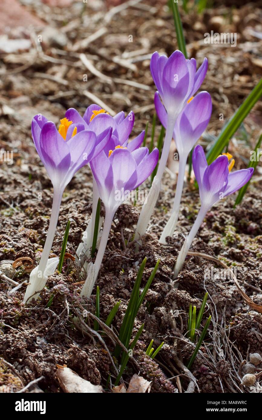 Viola specie in fiore Crocus in fiore fresco. Foto Stock
