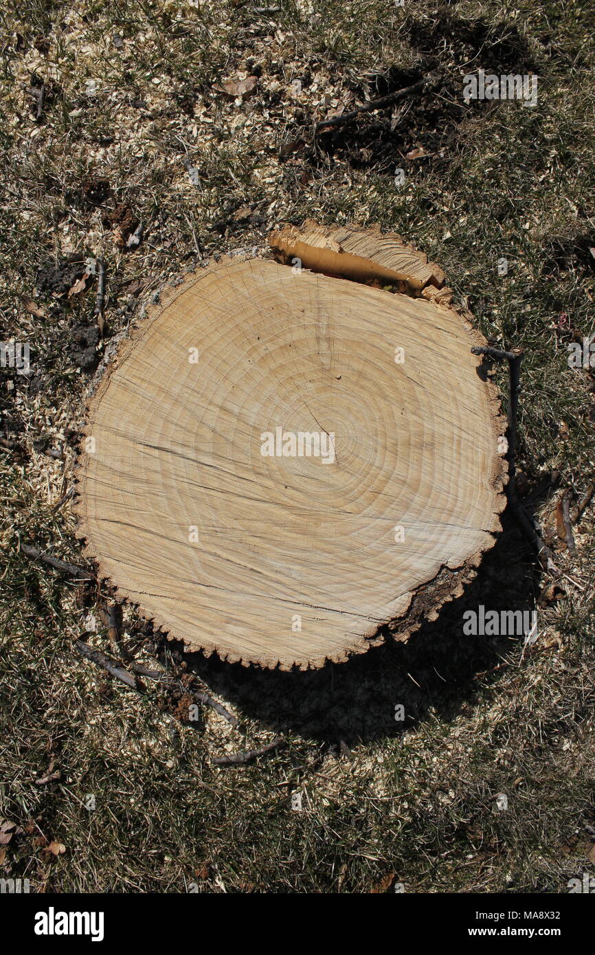 Appena tagliato la sezione di un albero come visto da sopra. Foto Stock