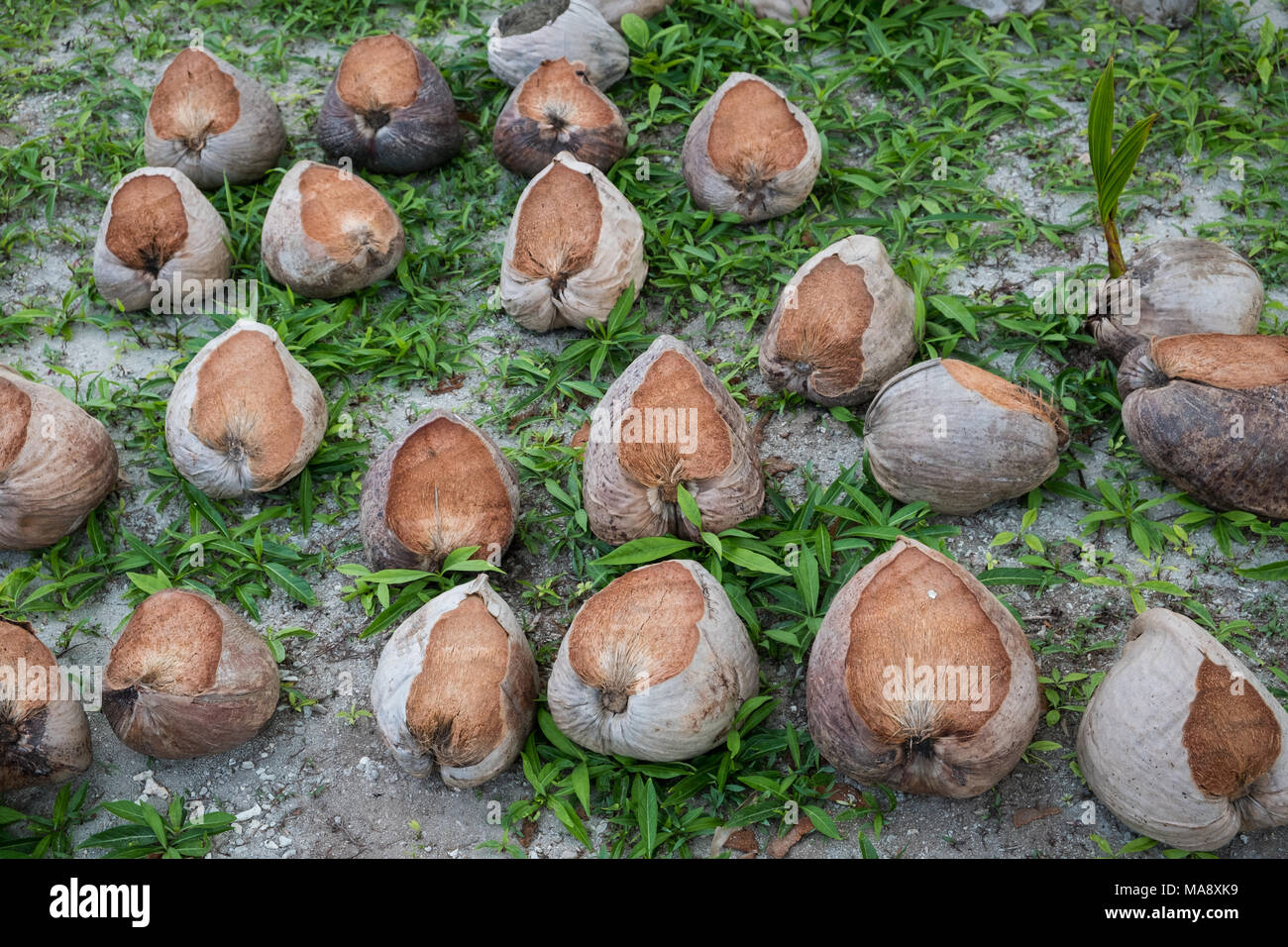 Pila di noci di cocco pelati in attesa di ottenere servedto drink - Acqua di cocco Foto Stock