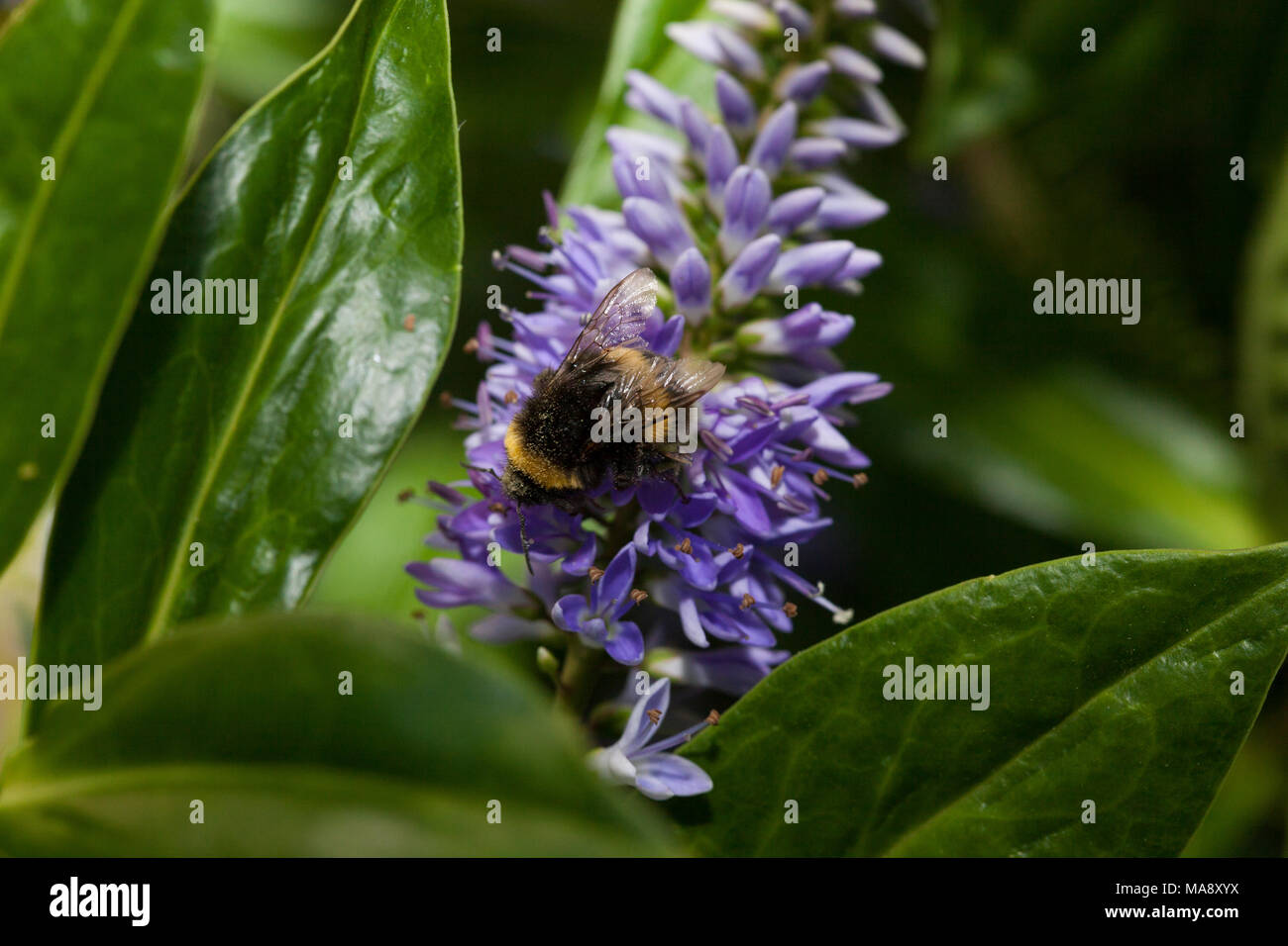 Bumble Bee al lavoro su lui-essere arbusto - buon dettaglio sulla formazione del fiore Foto Stock