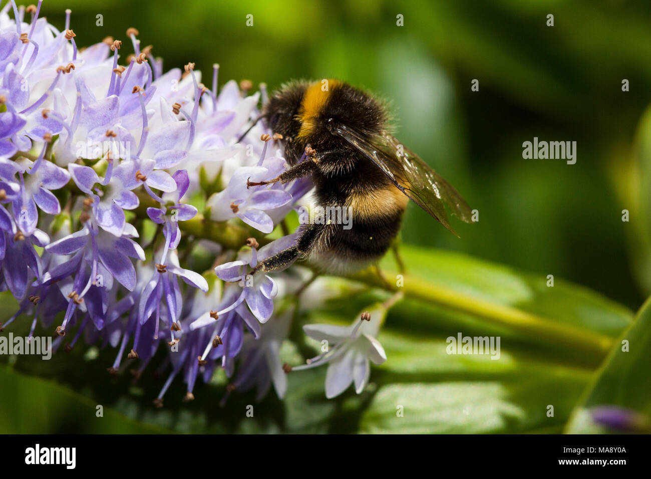 Stupendo close up di Bee al lavoro su lui-essere arbusto Foto Stock