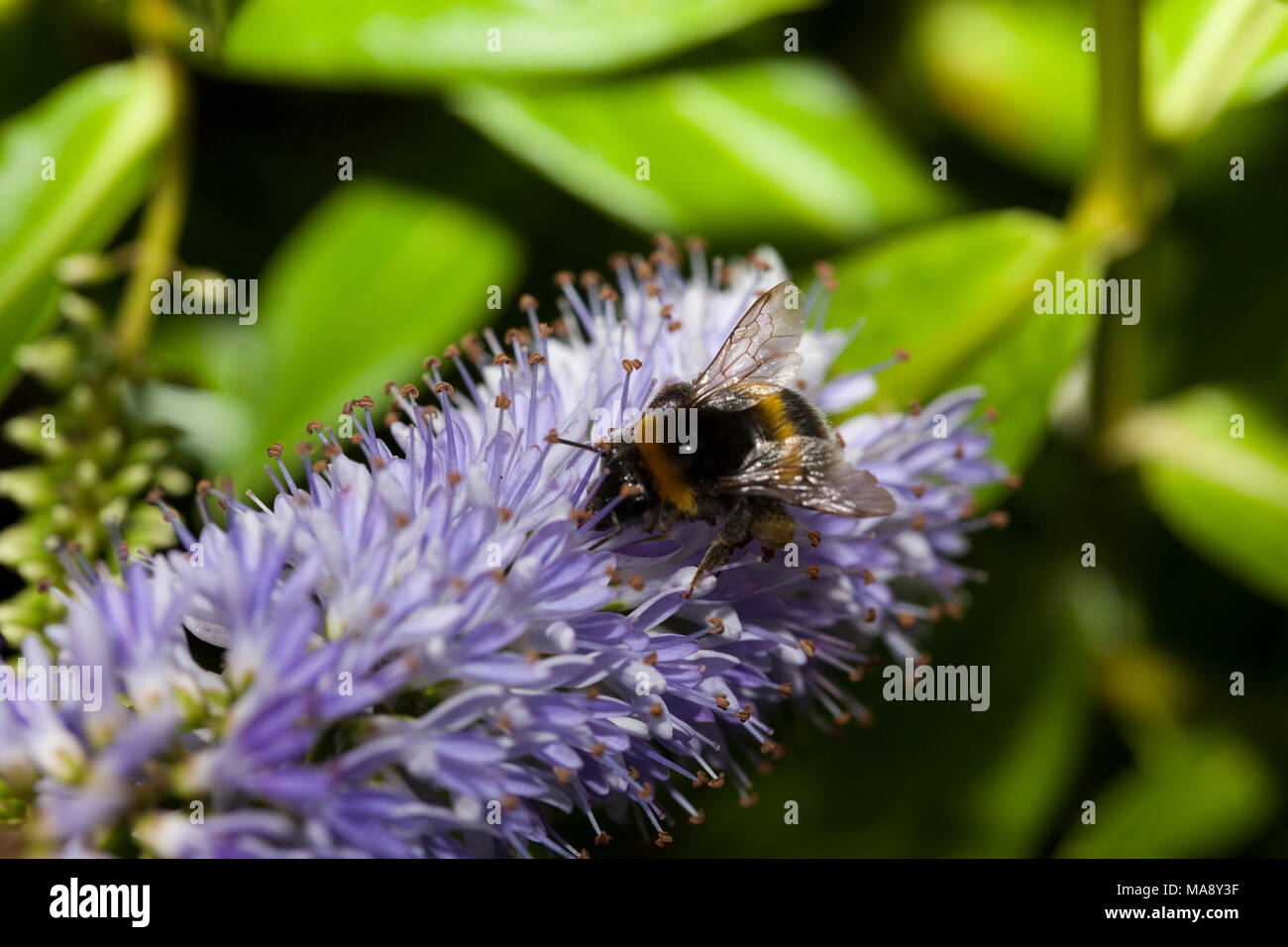 Un Bumble Bee va circa il suo lavoro di giorno su un he-essere flower - parte di una serie Foto Stock