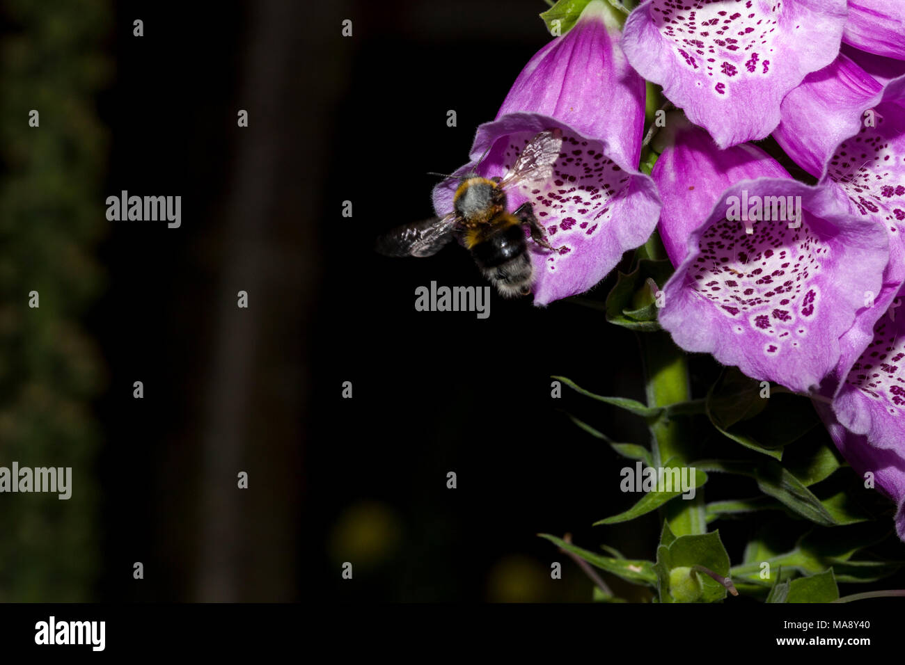 Un Bumble Bee vola verso un fiore Foxglove in un paese di lingua inglese giardino Foto Stock