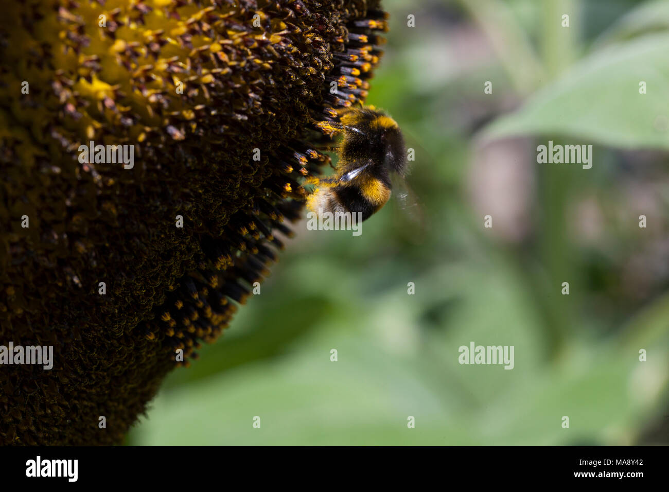 Bee nel profilo - raccogliere il polline dalla testa di girasole Foto Stock