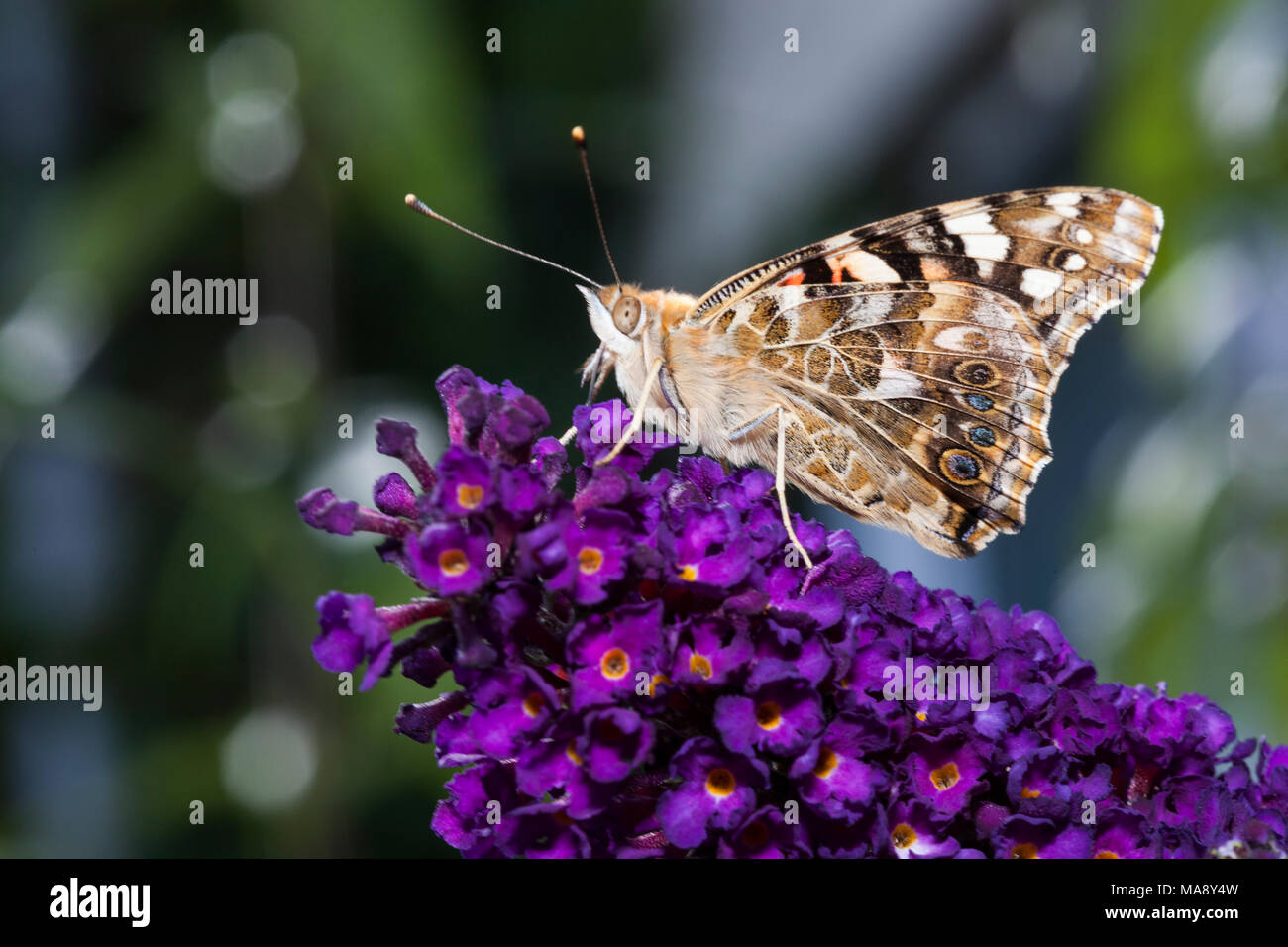 Farfalla a riposo su buddleia Foto Stock