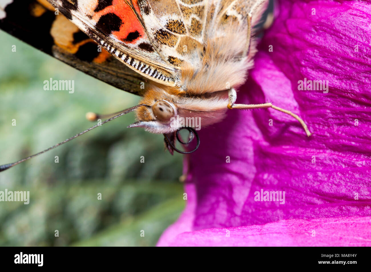 Close up di farfalla in cerca di polline con extended proboscide Foto Stock