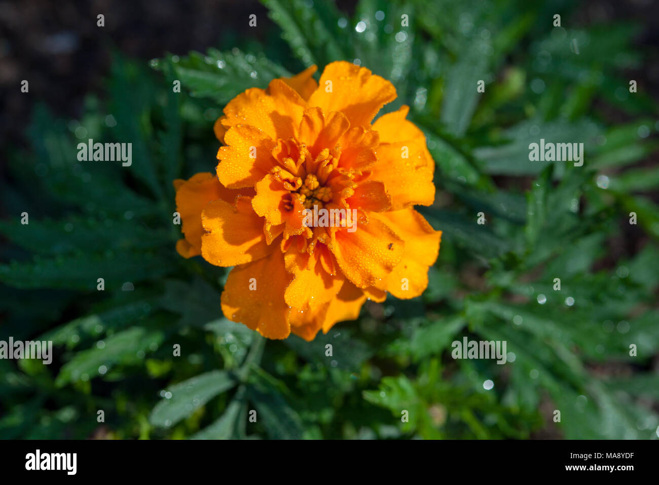 "Bonanza arancione" francese Calendula, Sammetsblomster (Tagetes patula) Foto Stock