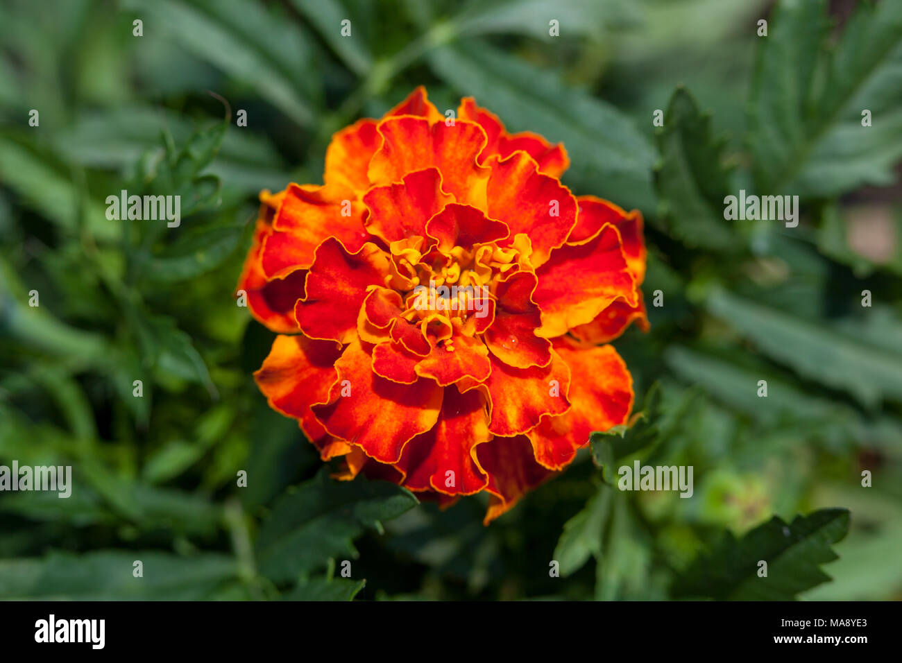 "Bolero" francesi, Marigold Sammetsblomster (Tagetes patula) Foto Stock