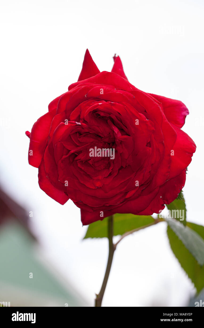 "Isabella Rossellini' Hybrid Tea Rose, Tehybridros (rosa) Foto Stock