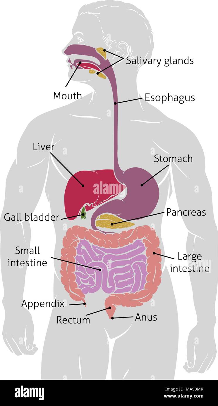 Intestino umano Apparato Digerente Tratto Gastrointestinale Illustrazione Vettoriale