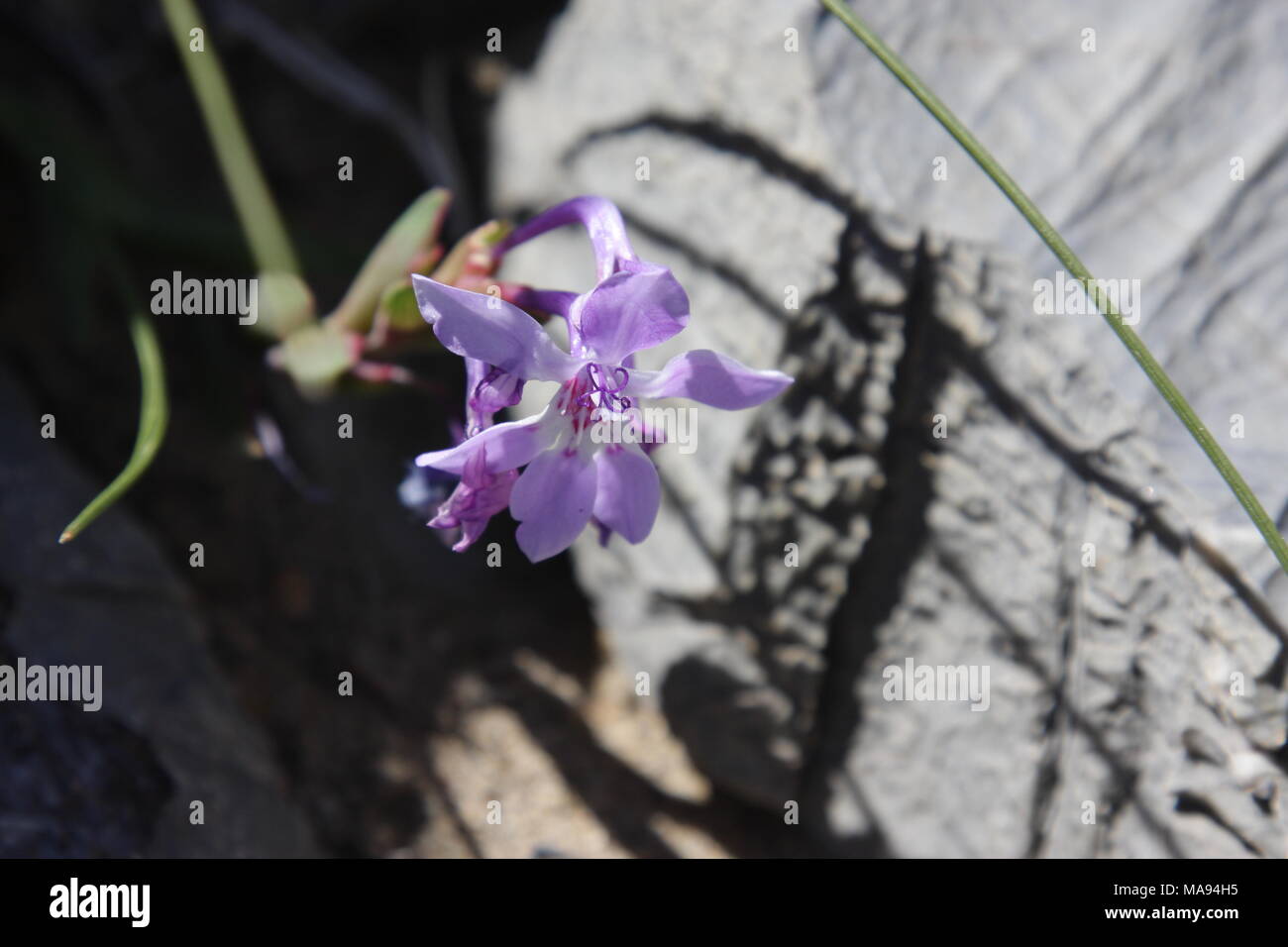 Babiana falcata Foto Stock