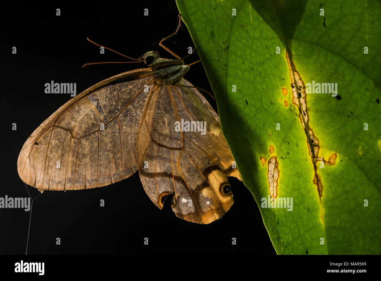 Haetera piera, il fantoccio ambra dalla foresta pluviale tropicale del Perù, illumminated dal retro per mostrare la trasparenza delle sue ali. Foto Stock