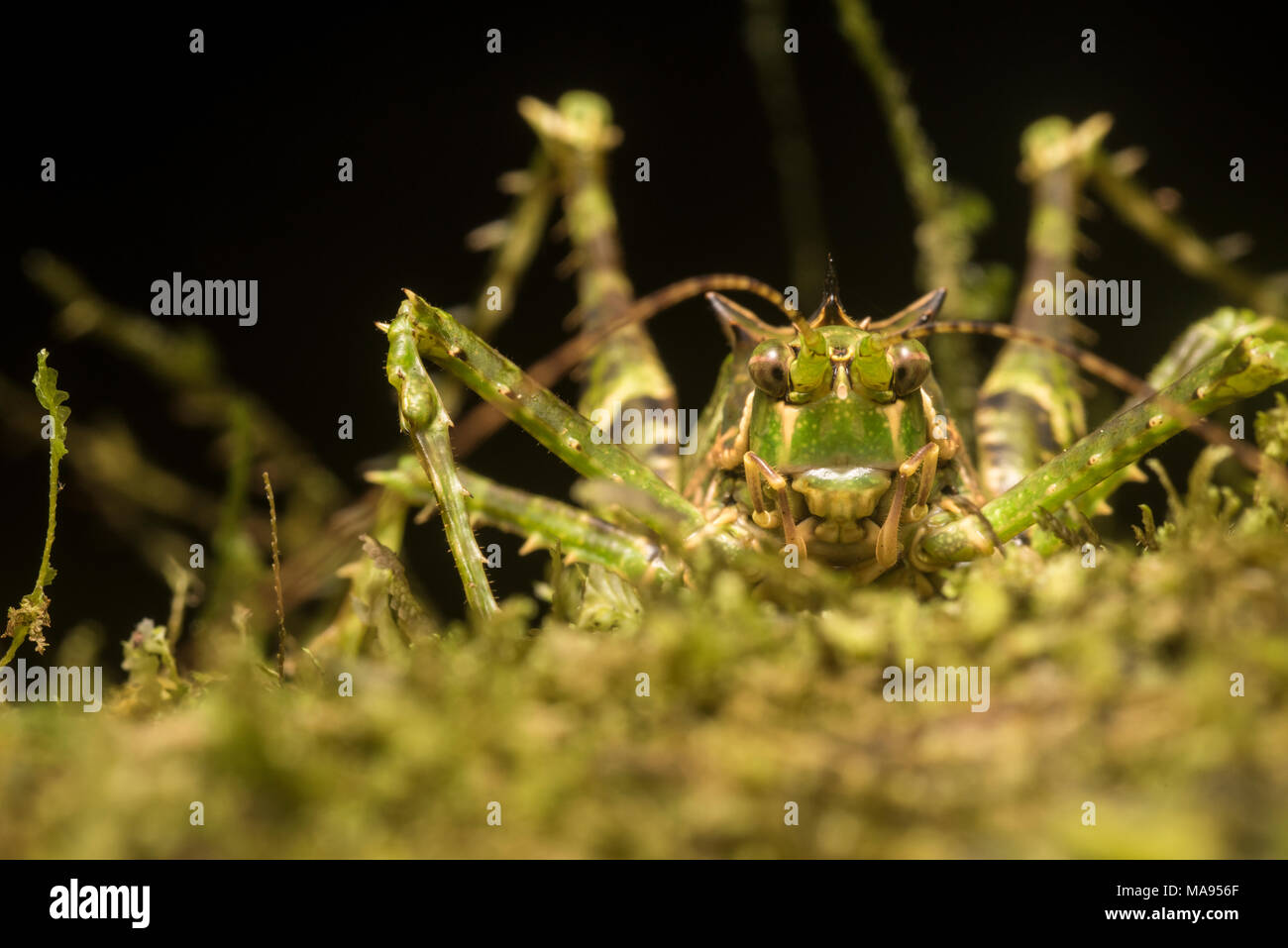 Un estremamente ben mimetizzata katydid mimando moss su una superficie di un albero, che rimane nascosto dai predatori miscelando in. Foto Stock