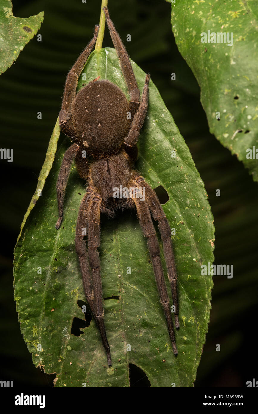 Un brasiliano girovagando ragno Phoneutria (sp) considerato il più pericoloso ragno specie in tutto il mondo. Per fortuna sono tranquilli ragni. Foto Stock