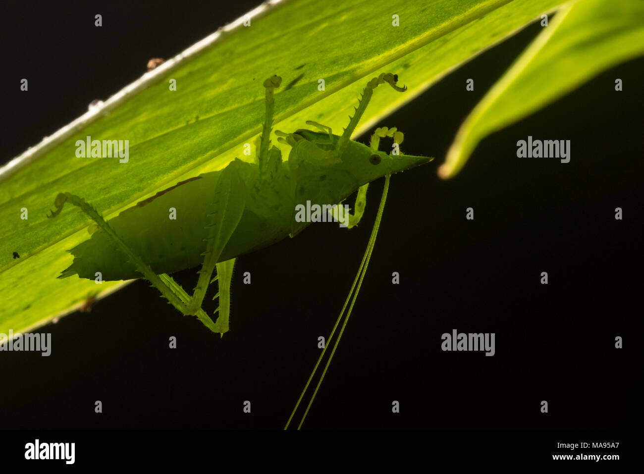 Un predatore rifugi katydid sotto una foglia di notte nel tropicale della foresta pluviale peruviana. Foto Stock