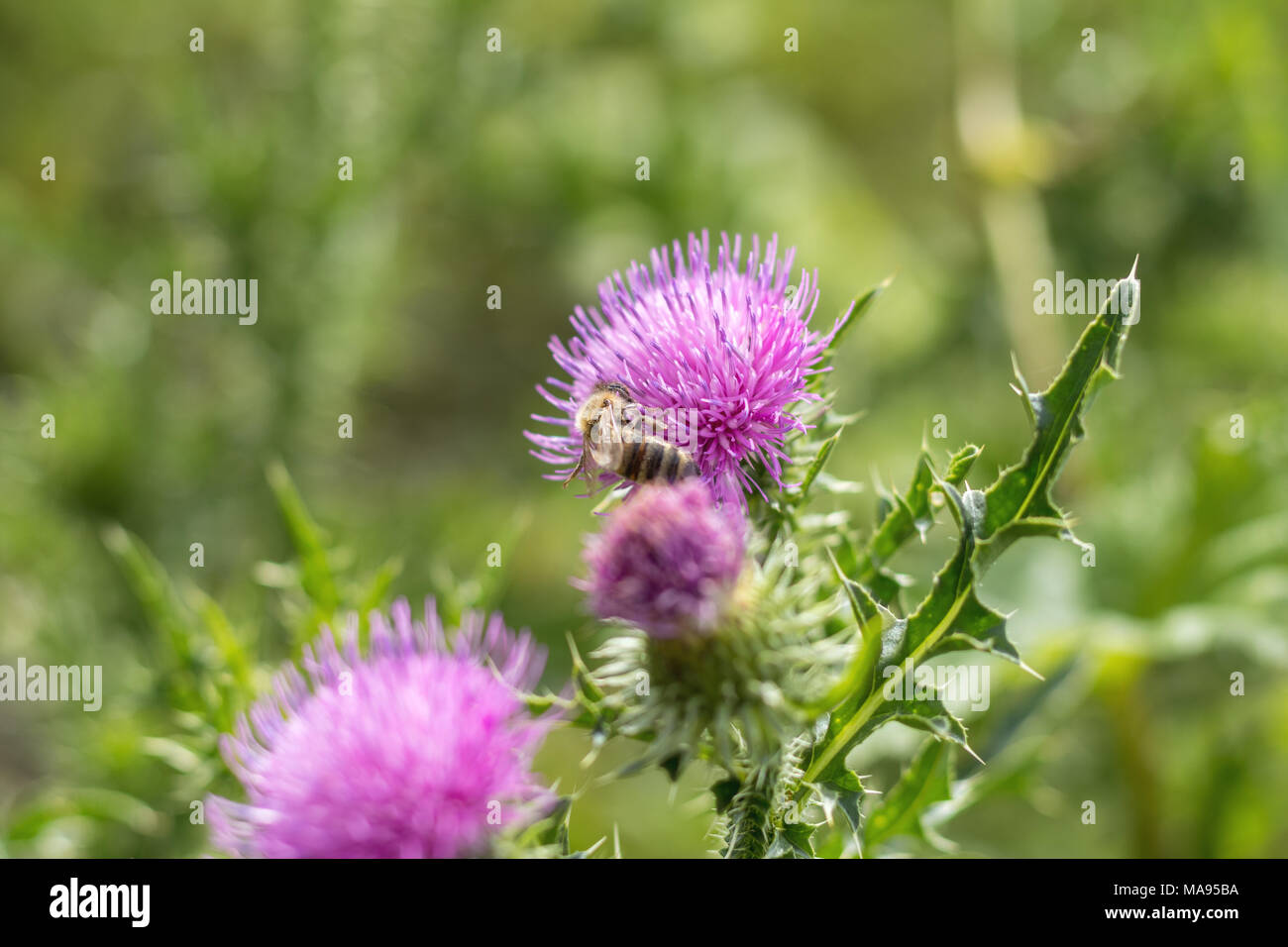 Il Thistle è simbolo nazionale della Scozia. Cirsium vulgare, comune thistle, corto visse thistle pianta con dorso alato con punta di steli e foglie, rosa Foto Stock