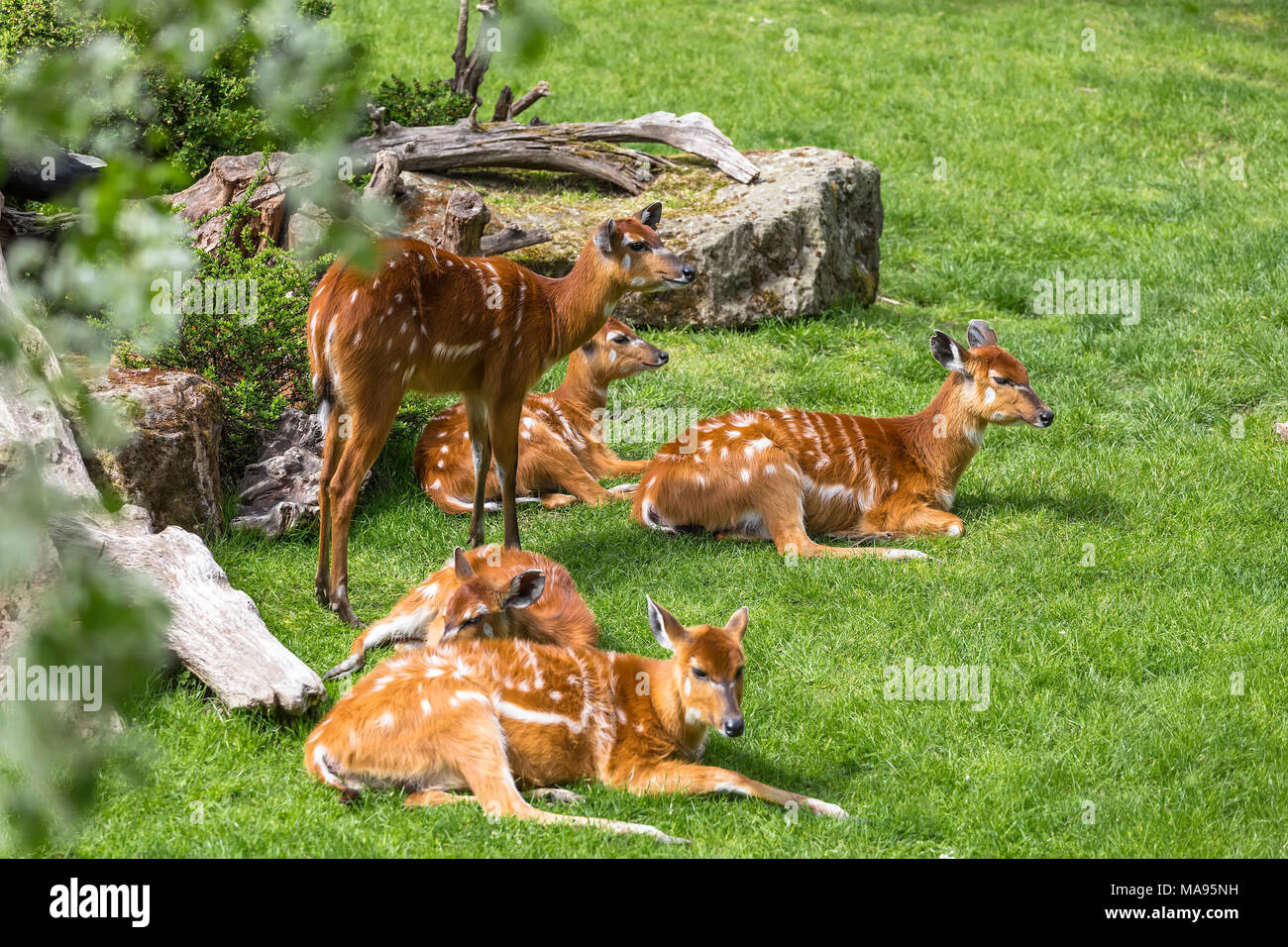 Diversi di antilope Sitatunga appoggiata nel prato soleggiato Foto Stock