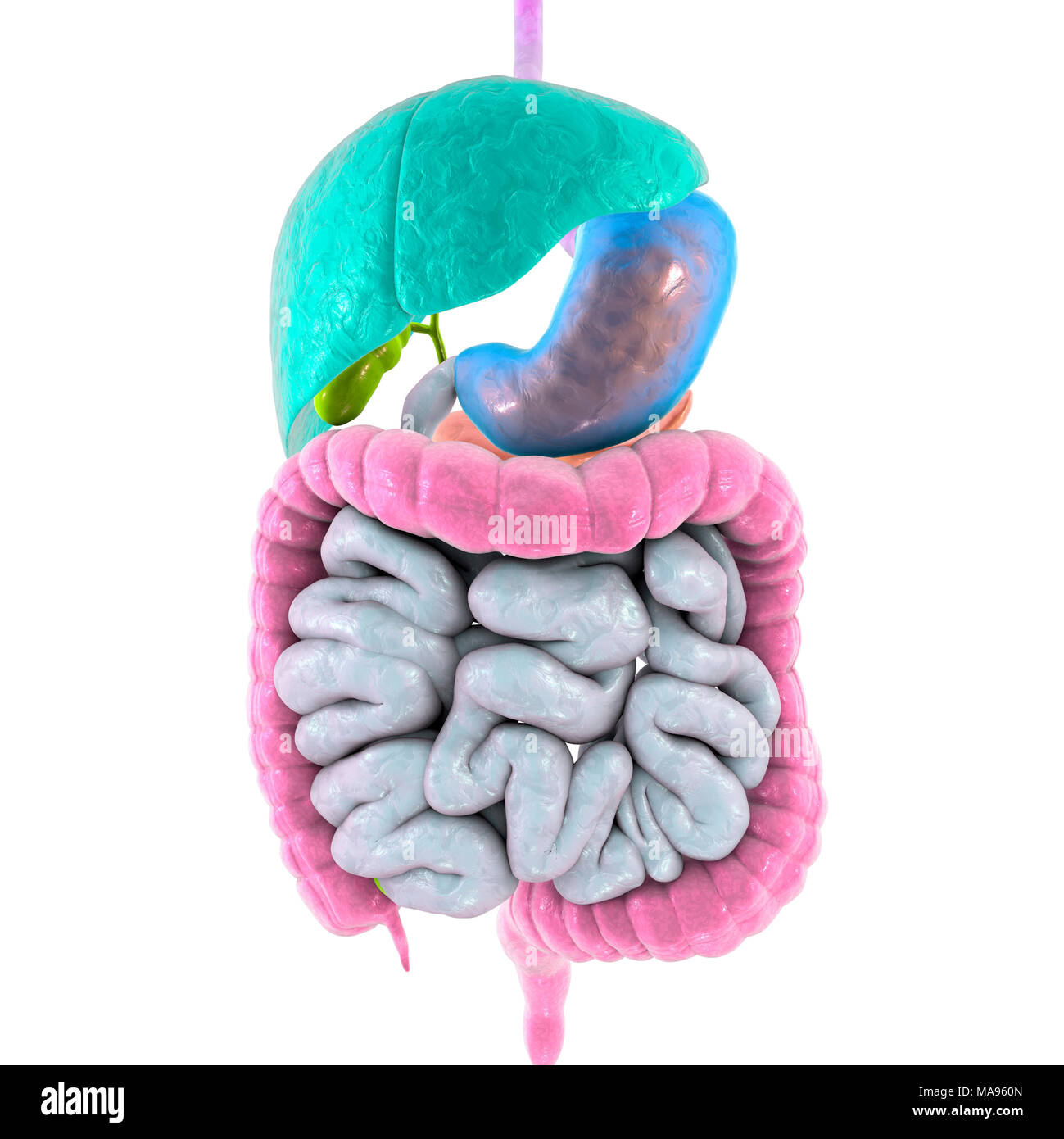 Sistema digestivo, illustrazione del computer. La digestione è il processo in cui il cibo viene convertito in una forma solubile in modo che possa essere assorbito. In bocca (non mostrato) il cibo viene masticato e ricoperti di saliva. Il cibo viene ingerito e passa all'esofago nello stomaco (centro destra) dove agiscono gli enzimi. Il cibo si sposta nel piccolo intestino (a spirale, centro inferiore) dove viene ulteriormente digeriti da enzimi prima di assorbimento. L'intestino crasso (intestino) assorbe acqua e minerali, la conversione di cibo non digerito di feci. Al centro a sinistra è il fegato; Foto Stock