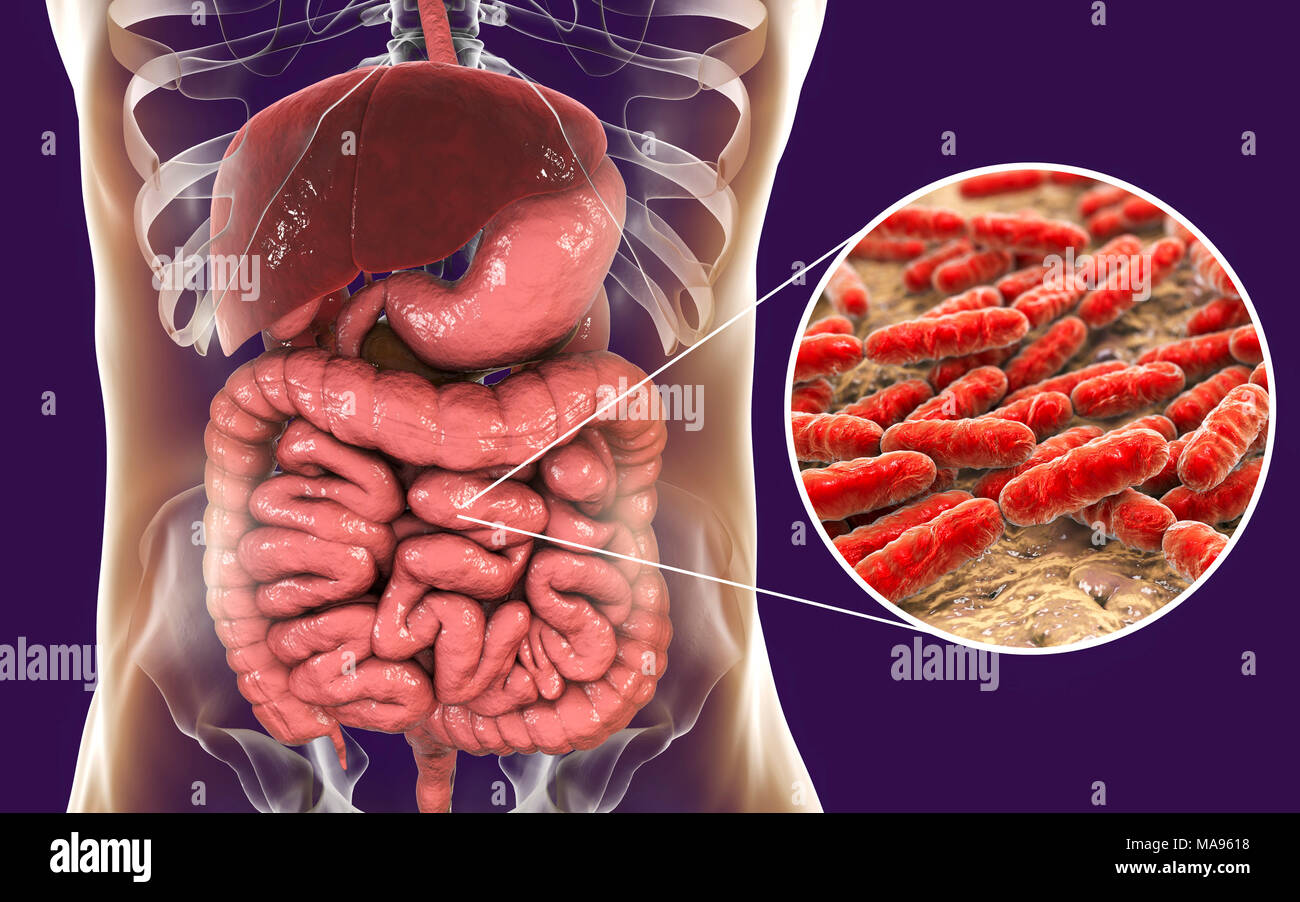 Lactobacillus batteri, illustrazione del computer. Questo è il componente principale dell'intestino umano microbiome. Foto Stock