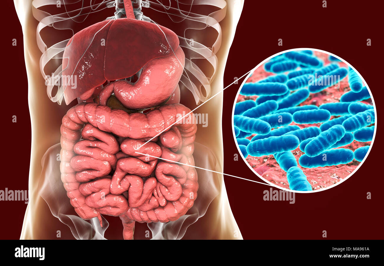 Lactobacillus batteri, illustrazione del computer. Questo è il componente principale dell'intestino umano microbiome. Foto Stock