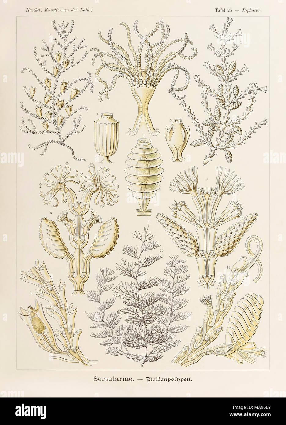 La piastra 25 Diphasia Sertulariae da 'Kunstformen der Natur" (forme d'Arte nella Natura) illustrato da Ernst Haeckel (1834-1919). Vedere ulteriori informazioni qui di seguito. Foto Stock