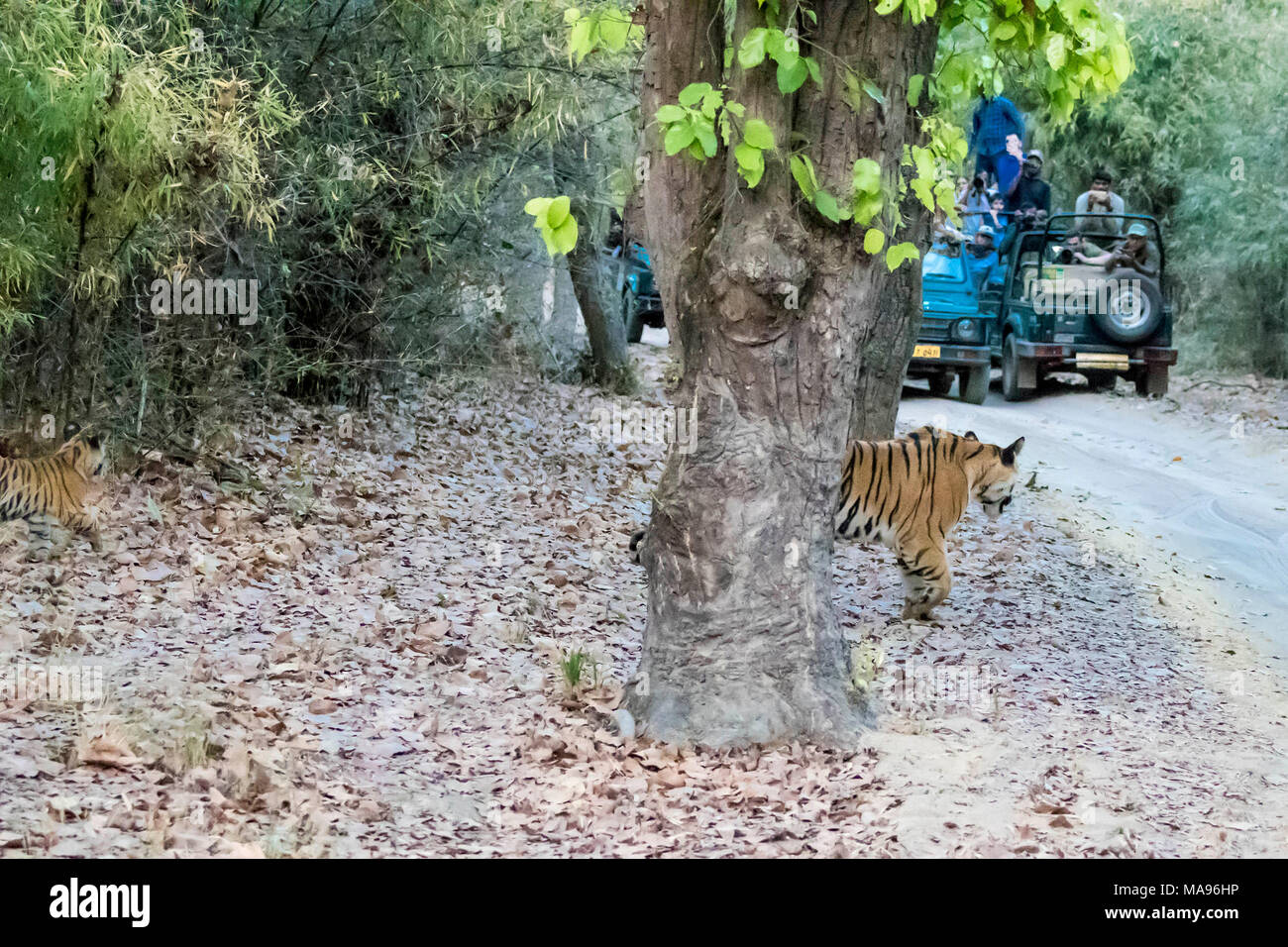 Poco di due mesi di età Bengala selvatico cuccioli di tigre, Panthera tigri tigri, camminando verso una strada con veicoli turistici, Bandhavgarh Riserva della Tigre, India Foto Stock