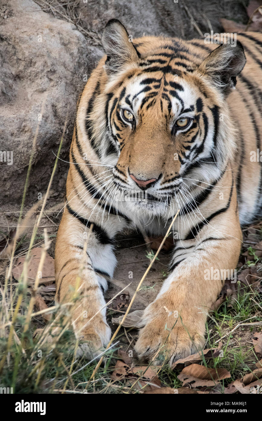 Close-up verticale di due anni di vecchio maschio di tigre del Bengala, Panthera tigri tigri, Bandhavgarh Riserva della Tigre, Madhya Pradesh, India Foto Stock