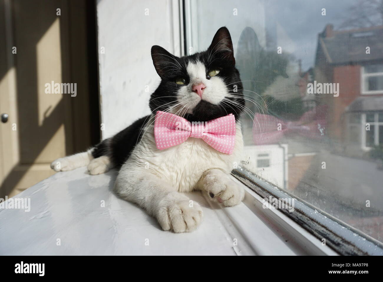 Black & White Cat modelli Bow tie & vetri Foto Stock