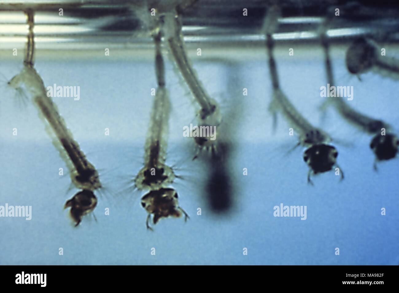 Le larve della zanzara riposano sospesi diagonalmente dalla superficie dell'acqua, 1972. Immagine cortesia di centri per il controllo delle malattie (CDC). () Foto Stock