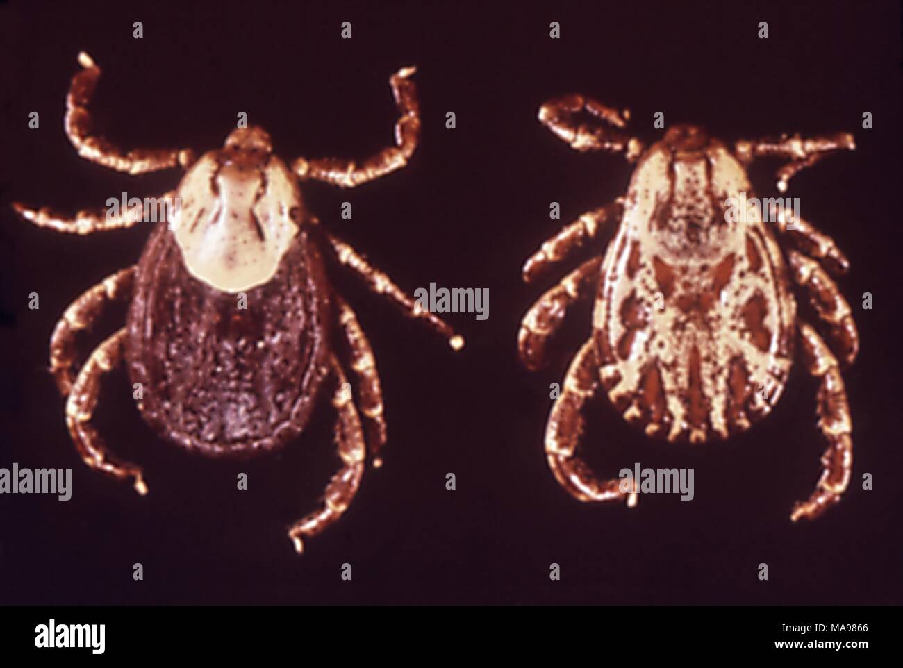 Coppia di zecche, portatori di malattie, trovato in ed intorno a lavoratori migranti nei campi di lavoro forzato, 1972. Immagine cortesia di centri per il controllo delle malattie (CDC). () Foto Stock