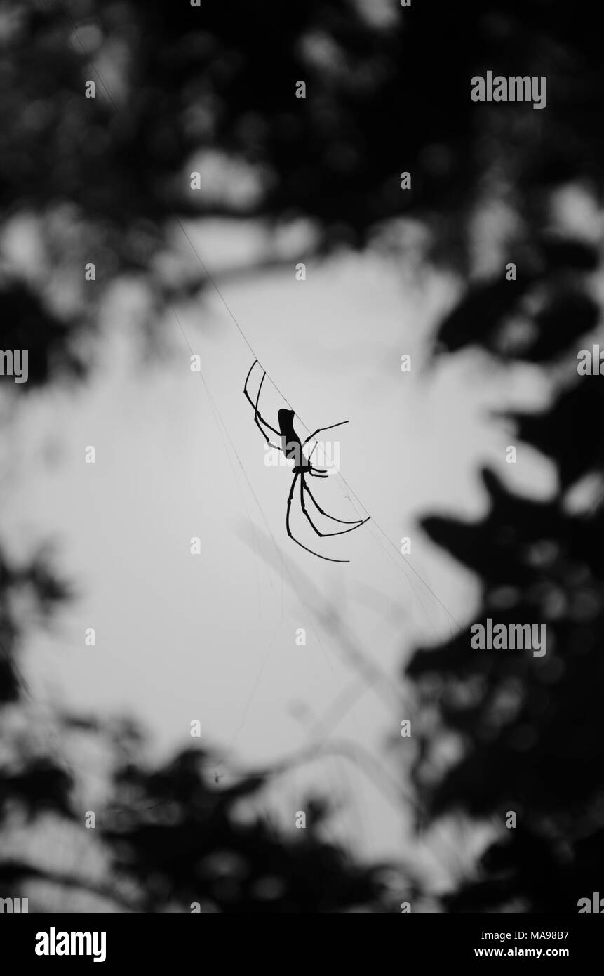 In bianco e nero la silhouette di un ragno in appoggio sulla sua ampiamente web invisibile sulla natura dello sfondo. Foto Stock
