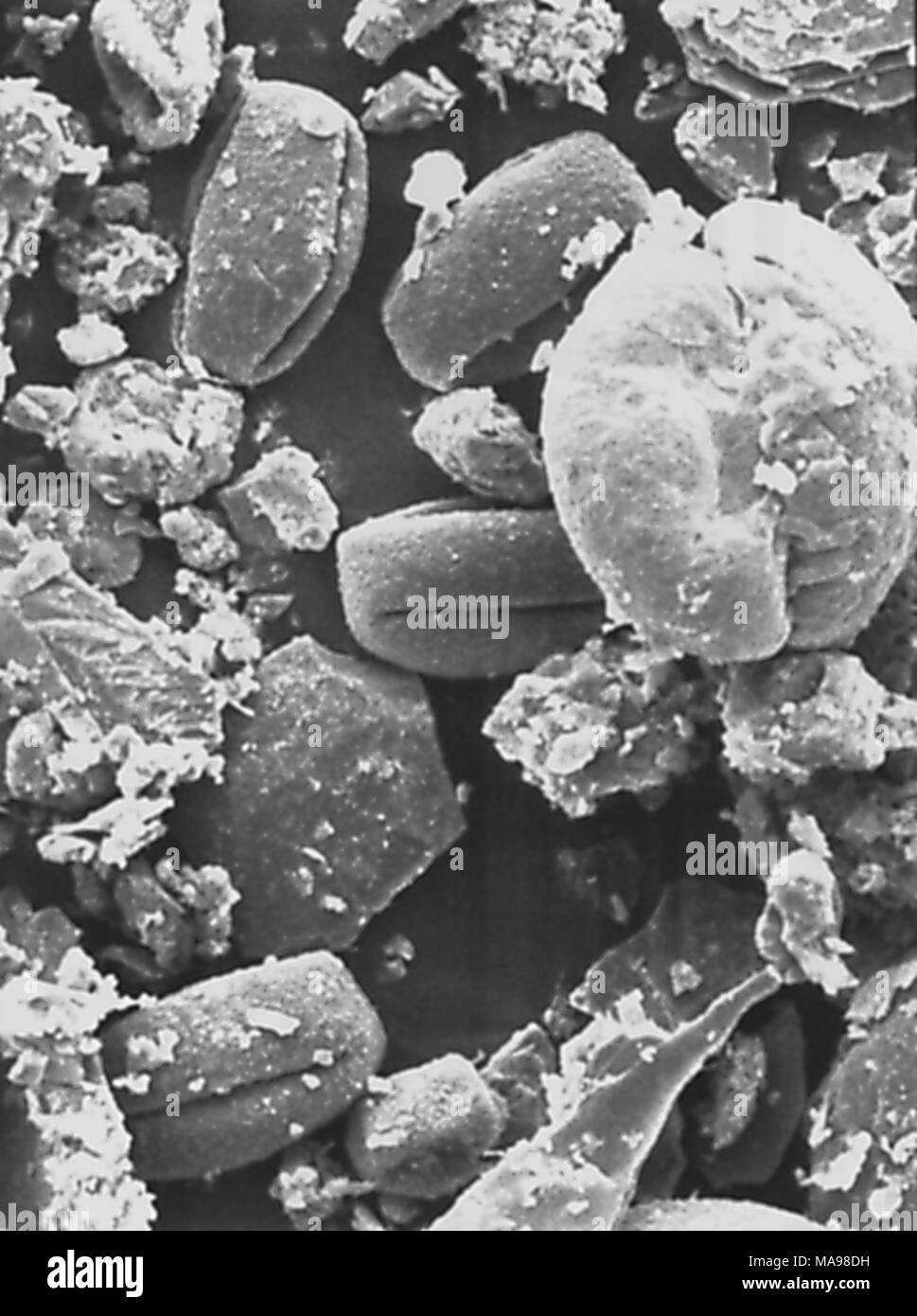 Array morfologiche di granuli di polline rivelato nella microfotografia film, centri per il controllo delle malattie (CDC) campus, Atlanta, Georgia, 2004. Immagine cortesia centri per il controllo delle malattie / Janice Carr. () Foto Stock