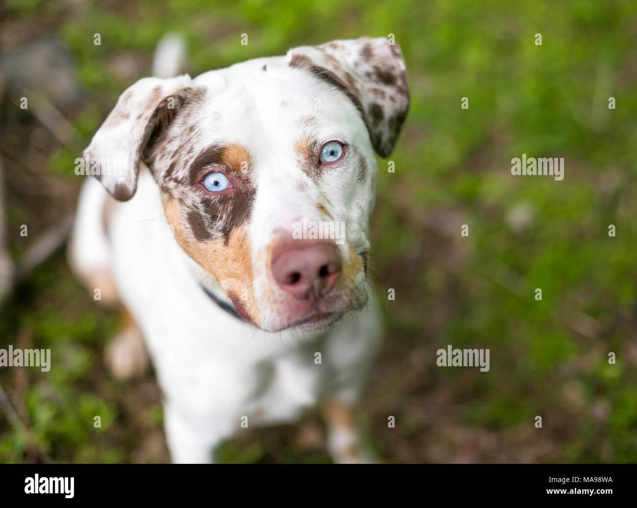 Un Catahoula Leopard cane di razza mista con merle marcature e gli occhi blu Foto Stock
