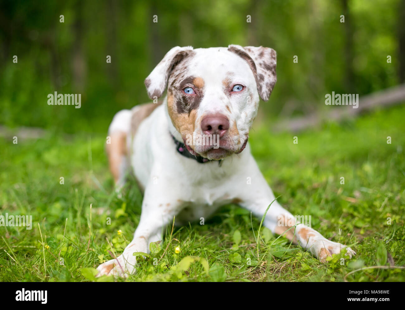 Un Catahoula Leopard cane di razza mista con merle marcature e gli occhi blu Foto Stock