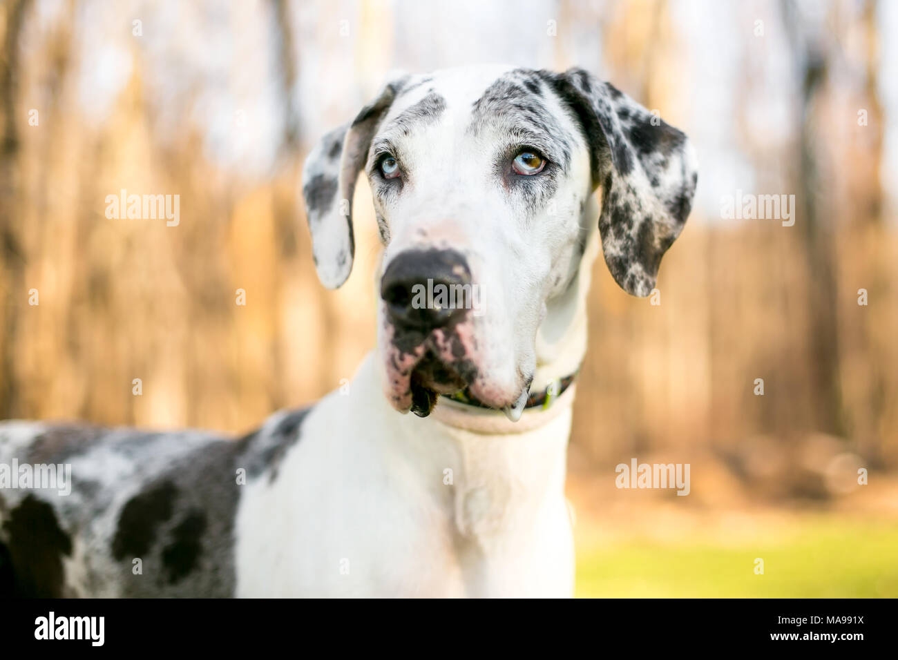Ritratto di un Arlecchino Alano cane all'aperto Foto Stock