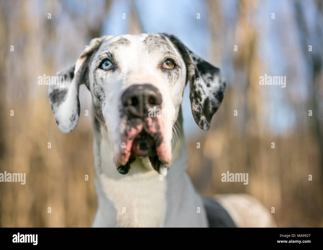 Ritratto di un Arlecchino Alano cane con heterochromia all'aperto Foto Stock