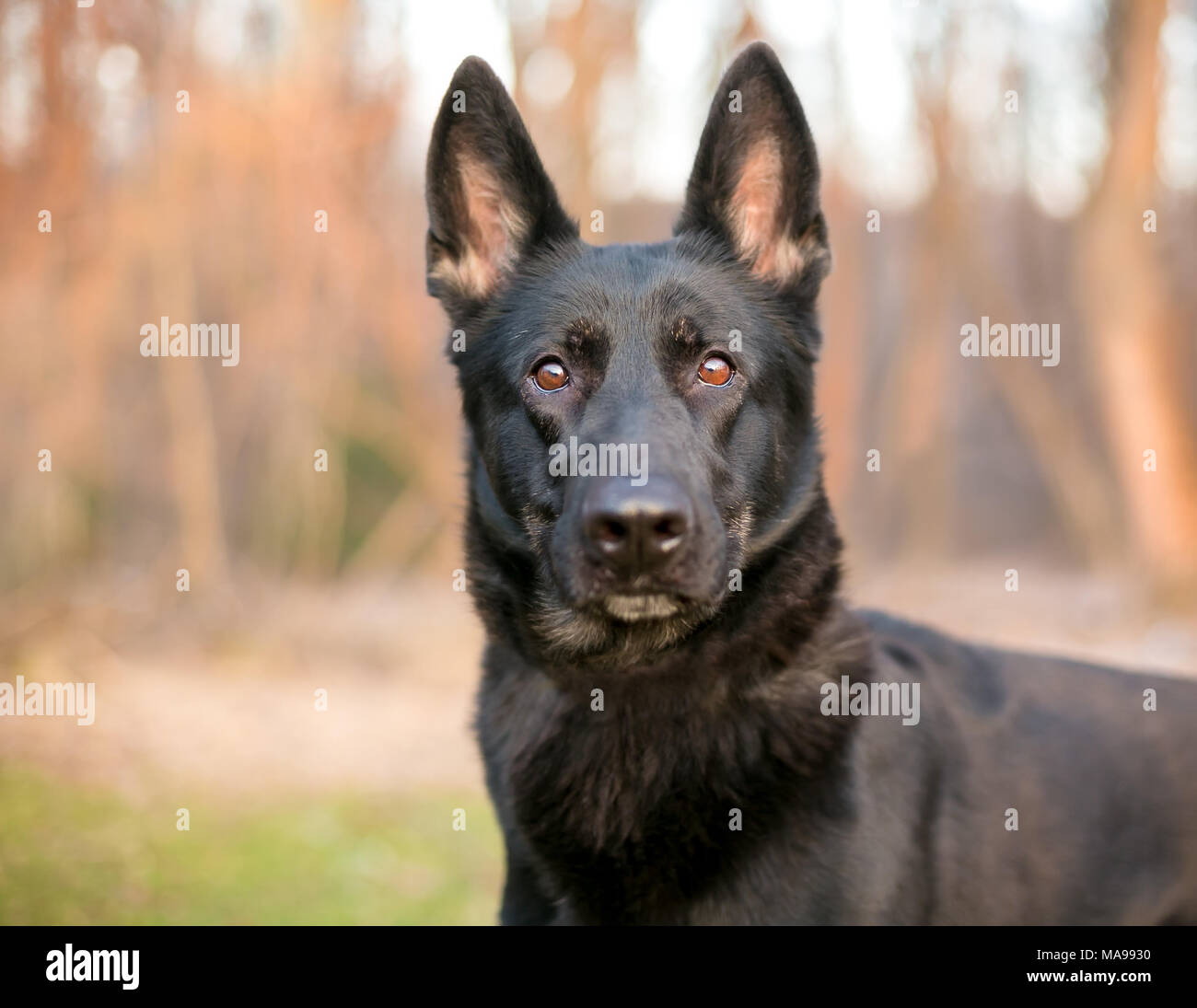 Un nero pastore tedesco cane all'aperto Foto Stock