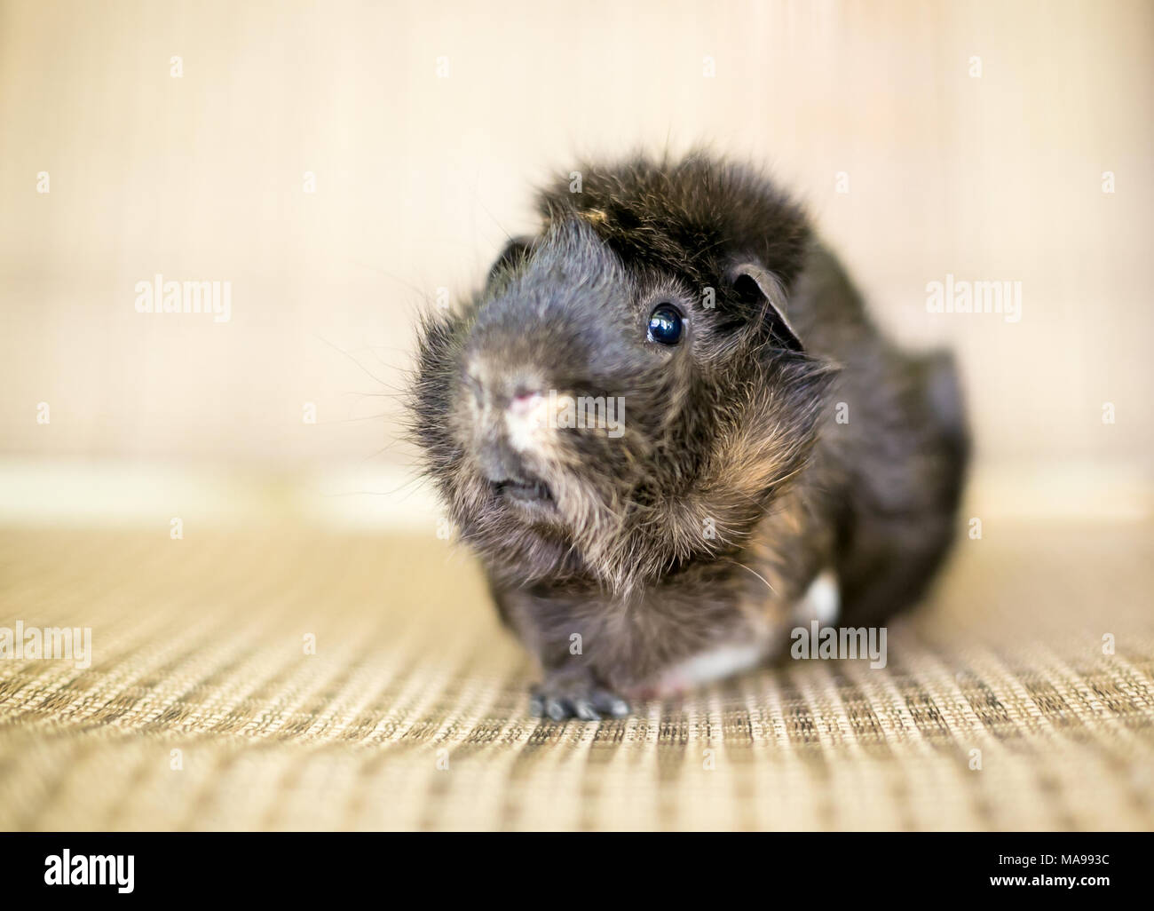 Un simpatico abissino di tartaruga cavia Foto Stock