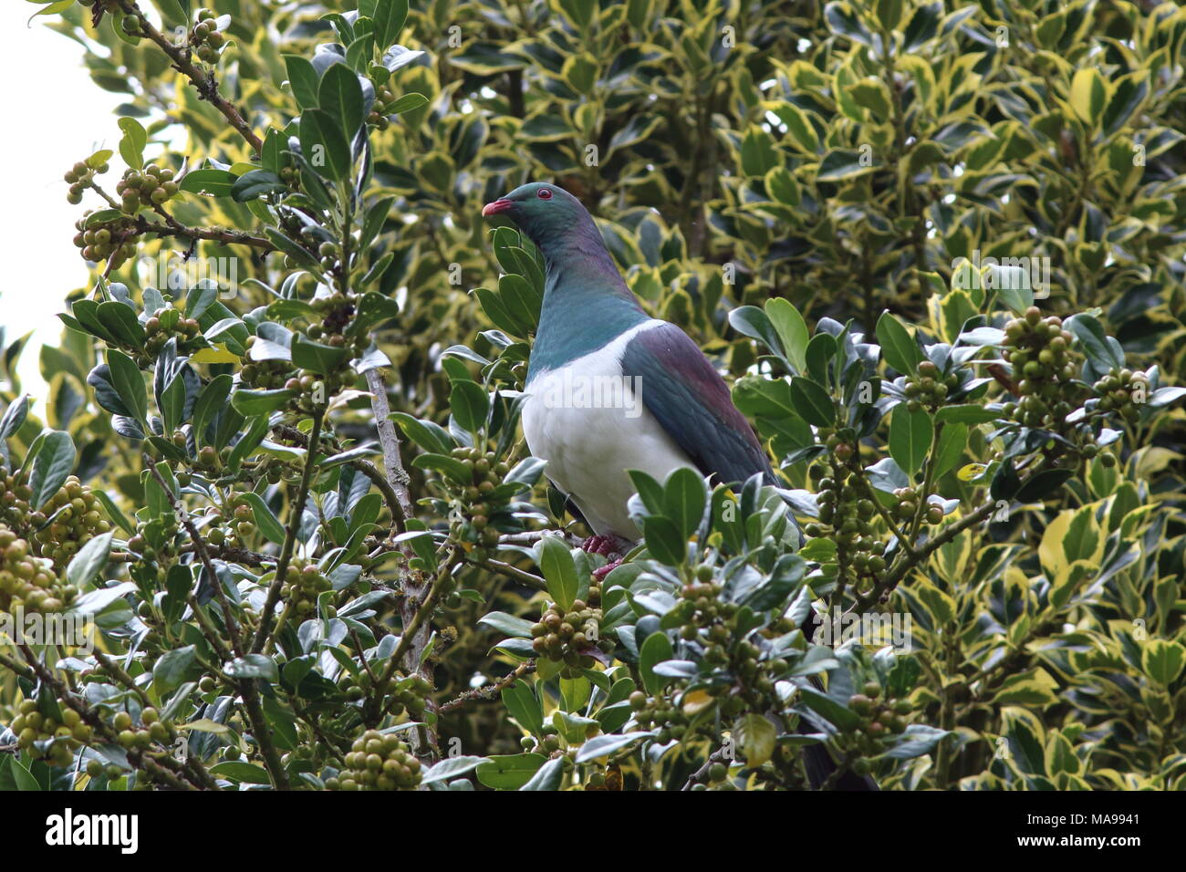 Hemiphaga novaeseelandiae, NZ Colombaccio un frutto arboree pigeon, nativo degli uccelli endemici conosciuto dalla gente del luogo come un kokopa, qui in una struttura ad albero con frutti di bosco Foto Stock