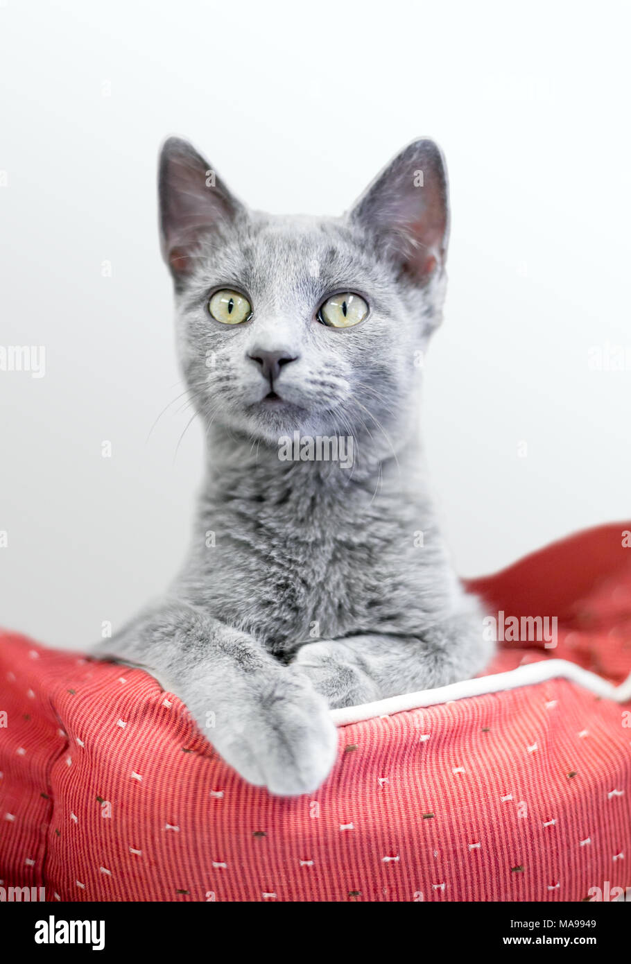 Un interno grigio shorthair cat rilassante in un letto di cat Foto Stock