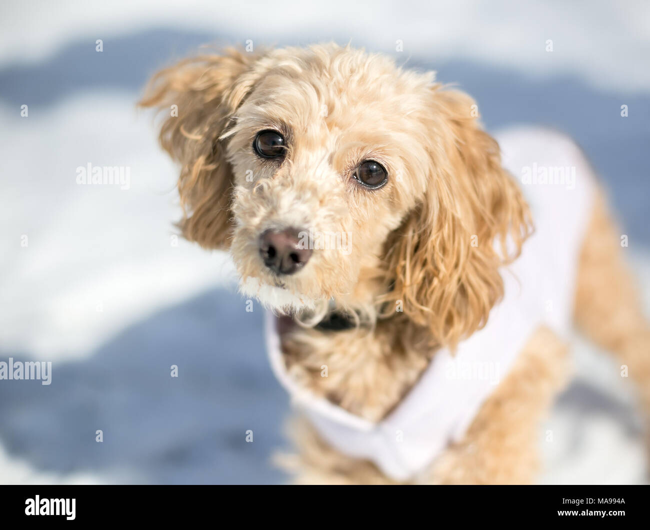 Un Cocker Spaniel/barboncino di razza mista cucciolo che indossa un maglione all'aperto nella neve Foto Stock