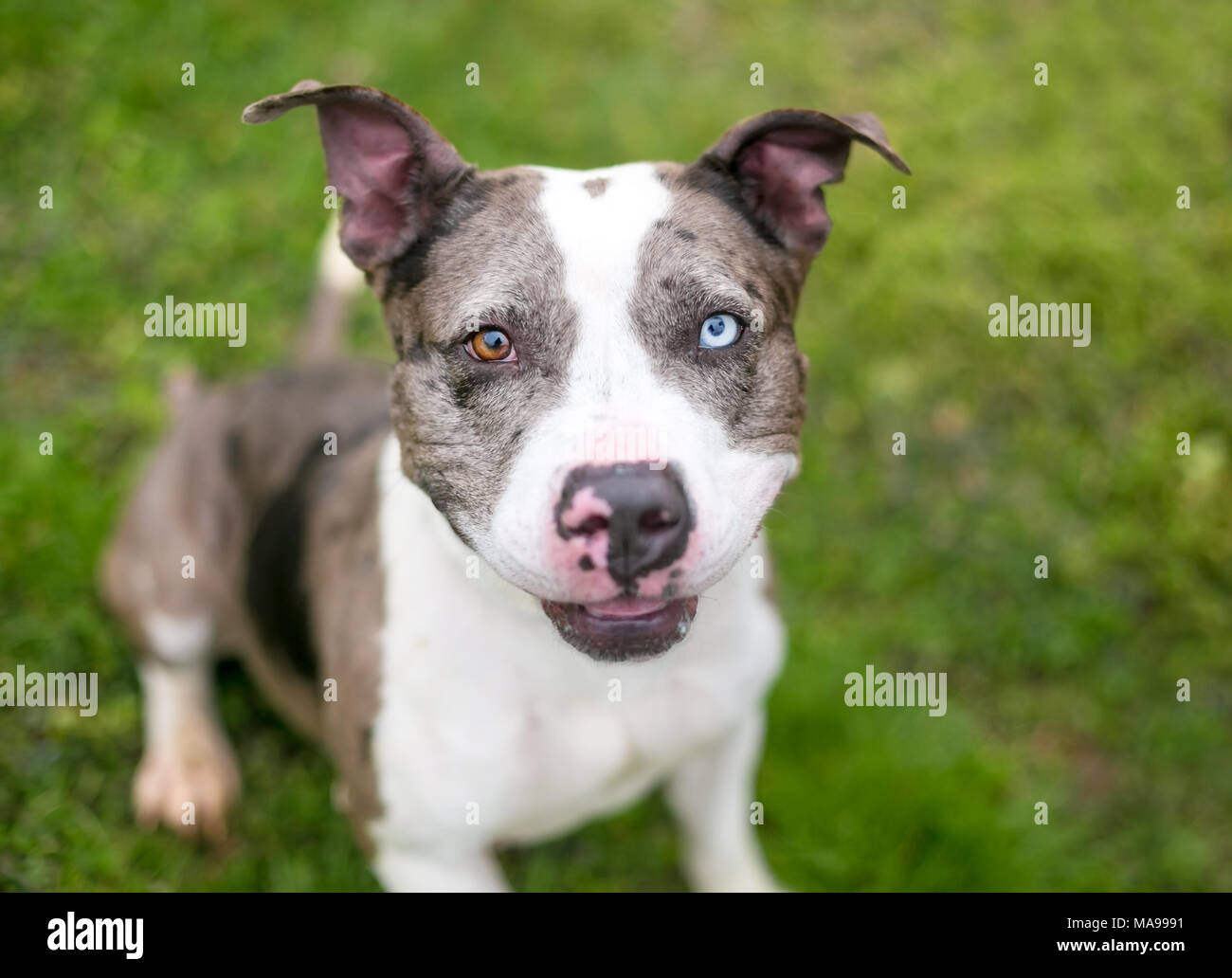 Un Catahoula Leopard cane di razza mista con cane heterochromia, un occhio azzurro e un occhio marrone Foto Stock