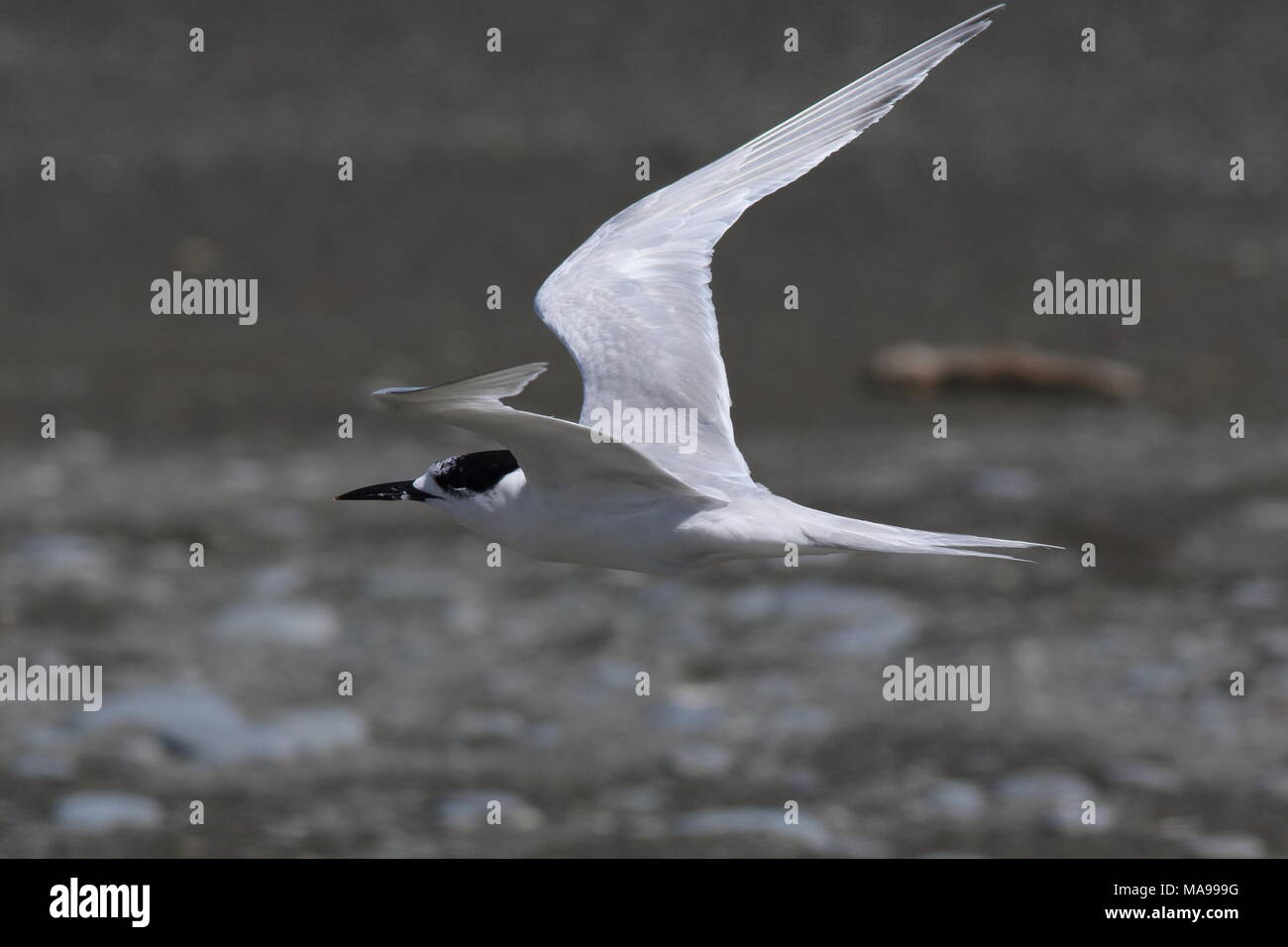 Con facciata bianca Tern, sterna striata, volare sopra il mare, è possibile vedere il dettaglio in piuma sulla sommità di questo sterne ala. Foto Stock