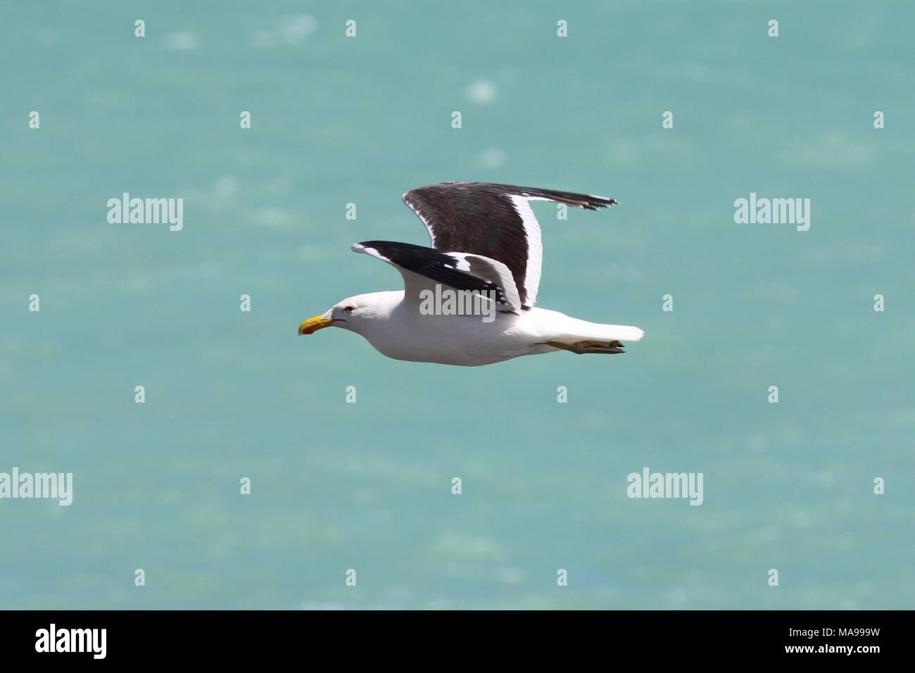 Larus dominicanus., complessivamente noto come Kelp Gabbiano, ma in Nuova Zelanda è un Southern black-backed gull, questo uccello uccello è volare sopra il mare. Foto Stock