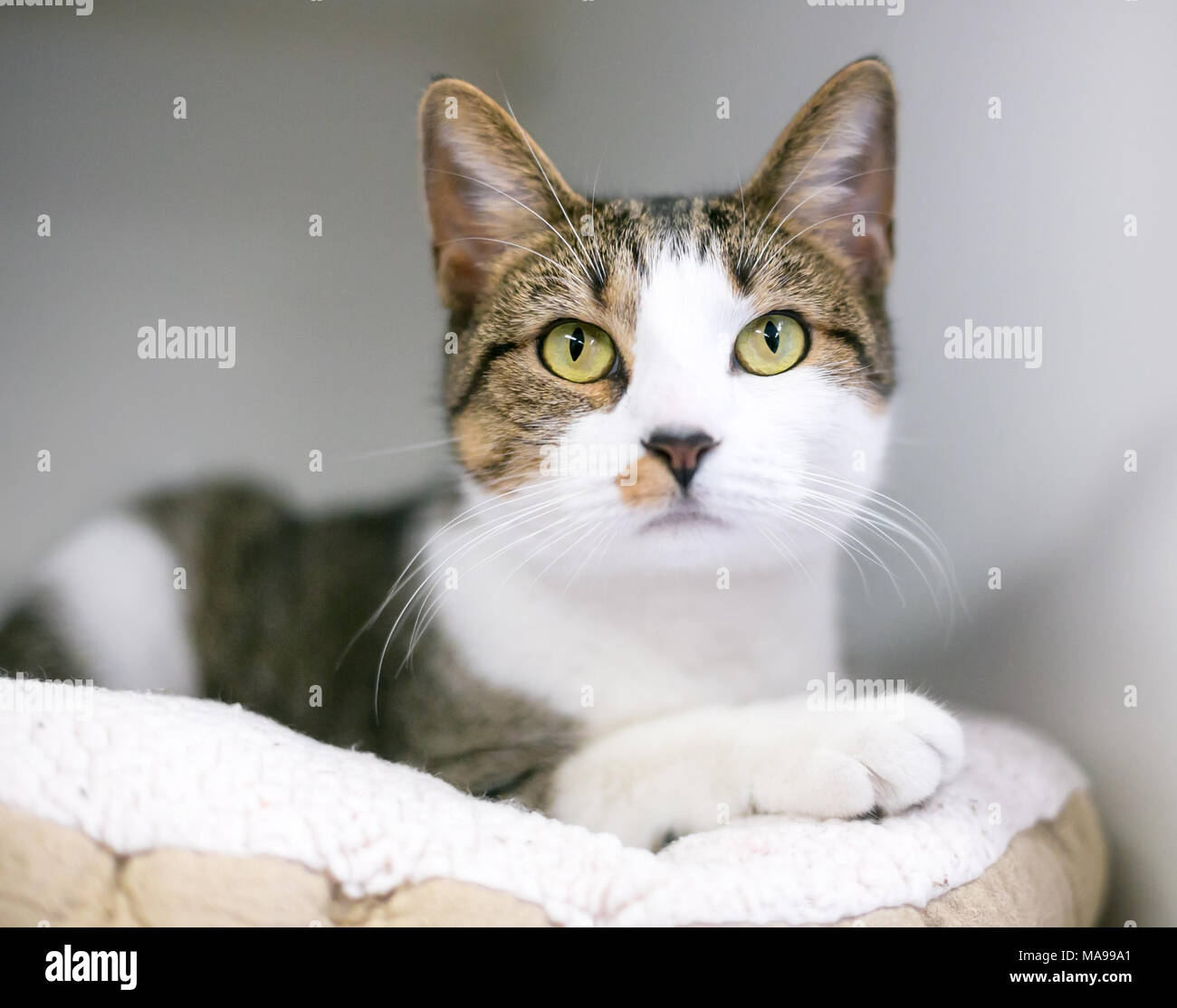 Un tabby e interno bianco shorthair cat rilassante su un soffice letto di cat Foto Stock