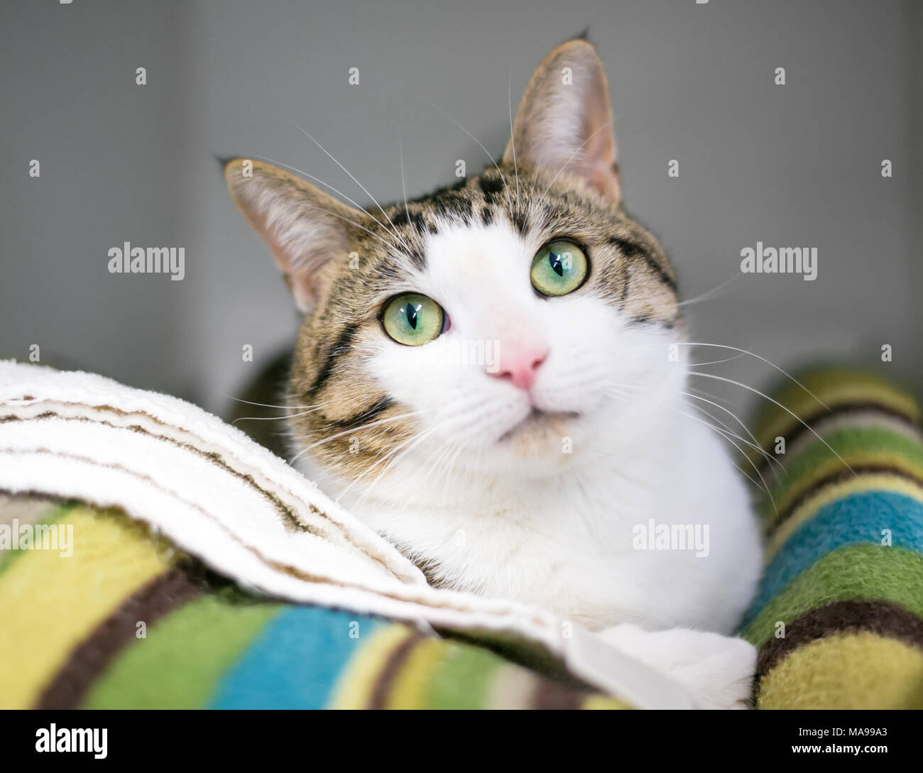 Un tabby e interno bianco shorthair cat rilassante su un morbido manto Foto Stock