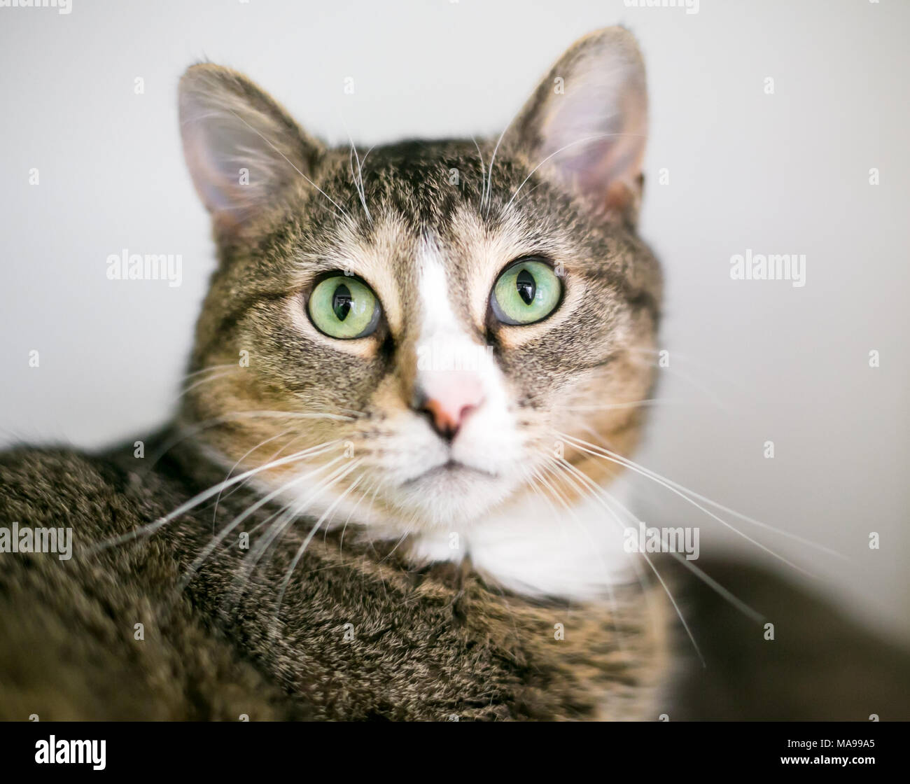 Ritratto di un interno tabby shorthair gatto con gli occhi verdi Foto Stock