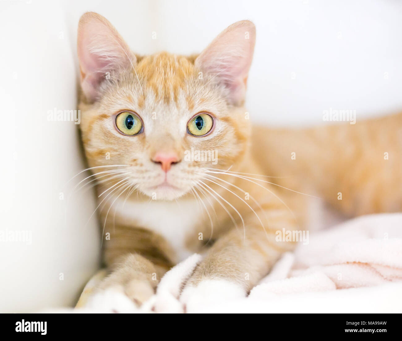 Un giovane orange tabby shorthair domestico gattino relax su una coperta Foto Stock