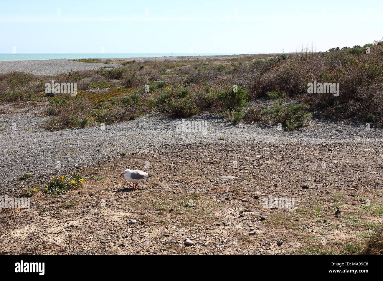 Birding piatta, una nuova zelanda spiaggia di ciottoli vicino a Christchurch, sull'Isola del Sud, un incantevole paesaggio marino vista. Foto Stock